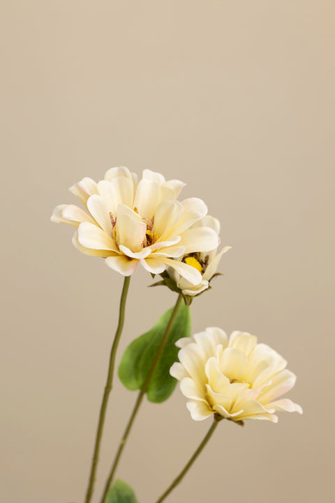 Blomst - Zinnia H65 Cream