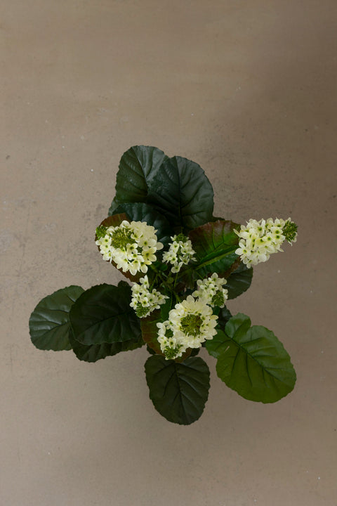 Potteplante - Cole H105cm Grønn