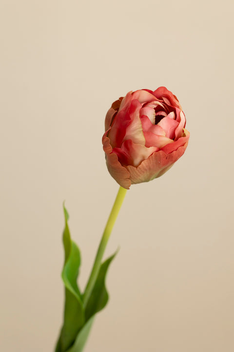 Blomst - Tulipan H67 Rosa