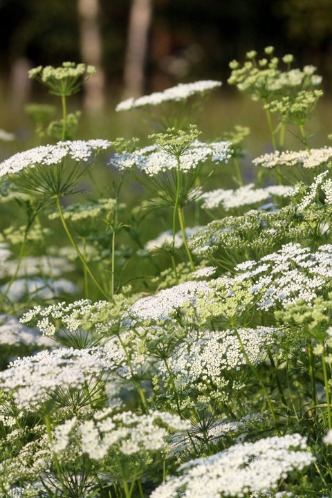 Blomsterfrø - Ammi Queen of Africa