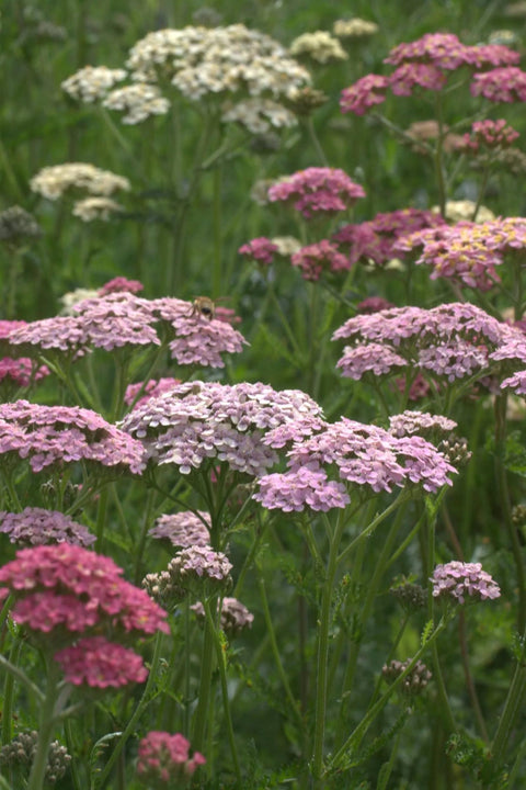 Blomsterfrø - Bakkeryllik Summer Pastels