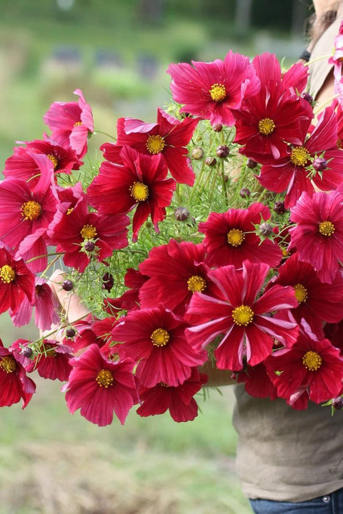 Blomsterfrø - Cosmos Rubenza