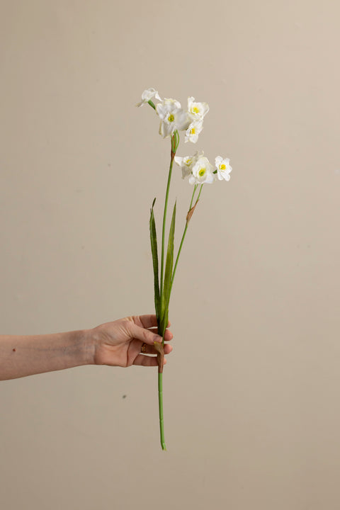 Blomst - Narciss H55cm