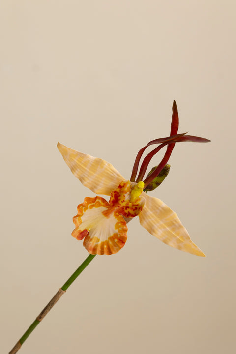 Blomst - Psychopsis H80cm