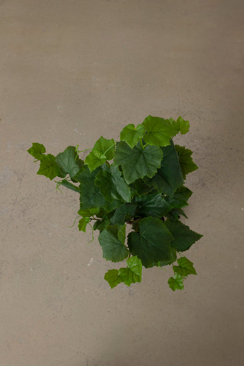 Potteplante - Vinranke H90cm Grønn