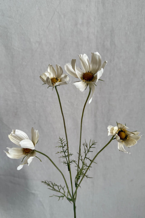 Blomst - Kosmos H60cm Krem