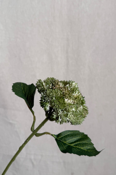Blomst - Sedum H37cm Grønn