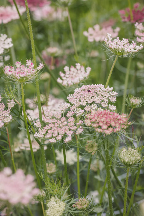 Blomsterfrø - Gulrotblomst Dara
