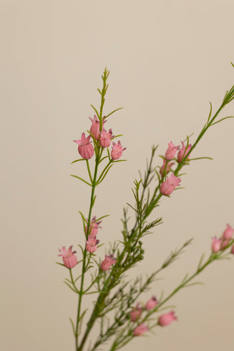 Kvist - Calluna H63cm Rosa