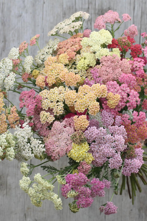 Blomsterfrø - Bakkeryllik Summer Pastels