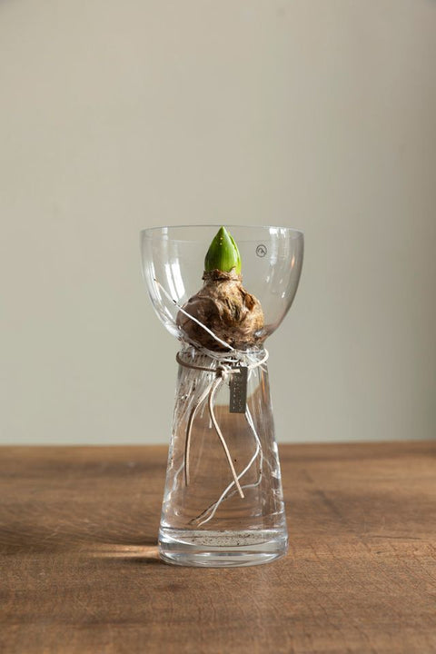 Løkvase - H19cm Glass