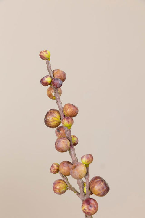 Kvist - Bærkvist H90cm Lilla