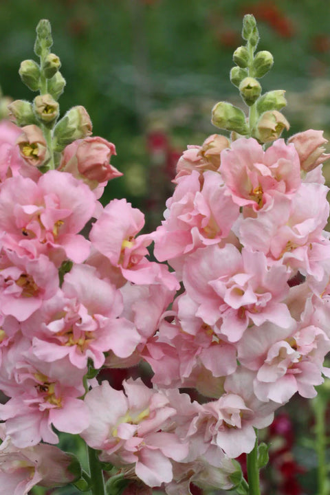 Blomsterfrø - Løvemunn Madam Butterfly Pink