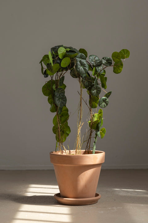 Potteplante - Stephania H70cm