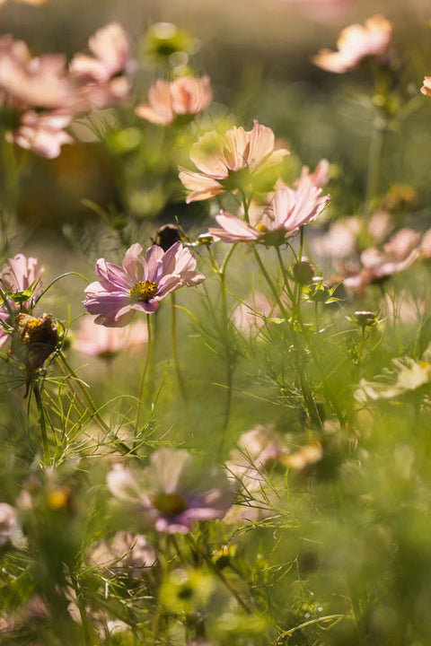 Blomsterfrø - Cosmos Apricotta