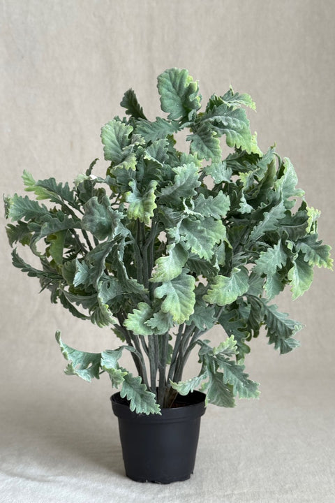Potteplante - Sølvblad Grønn