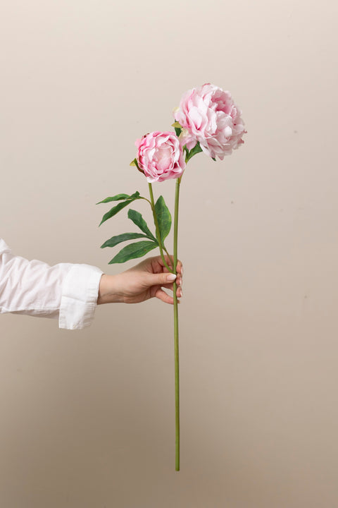 Blomst - Pion H75 Rosa