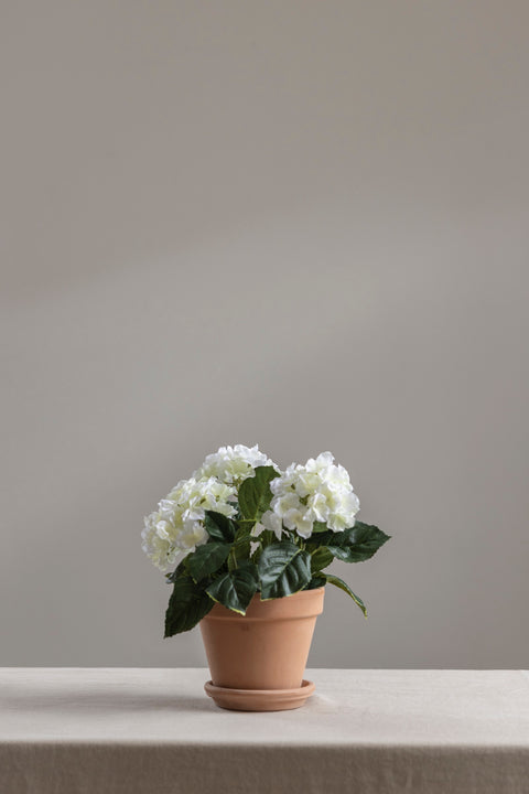 Potteplante - Hortensia H30cm