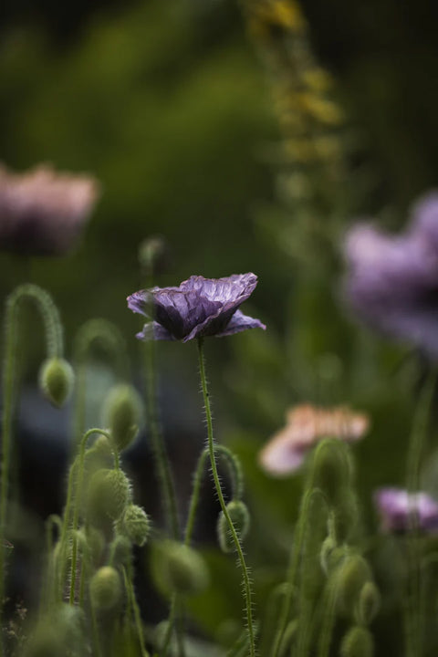Blomsterfrø - Kornvalmue Amazing grey