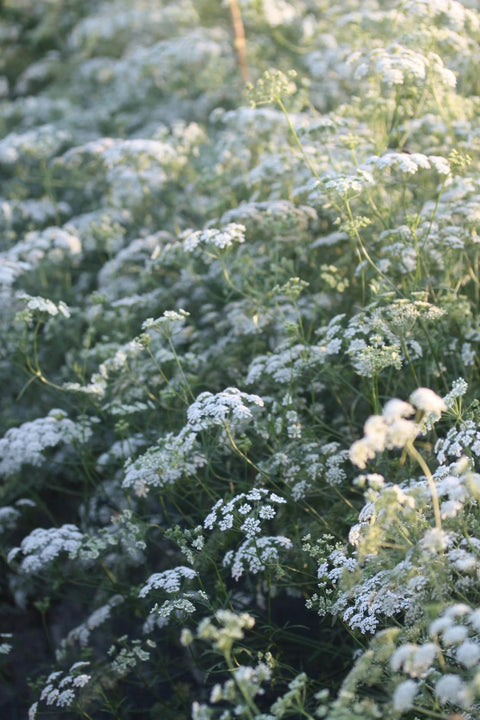 Blomsterfrø - Ammi Queen of Africa