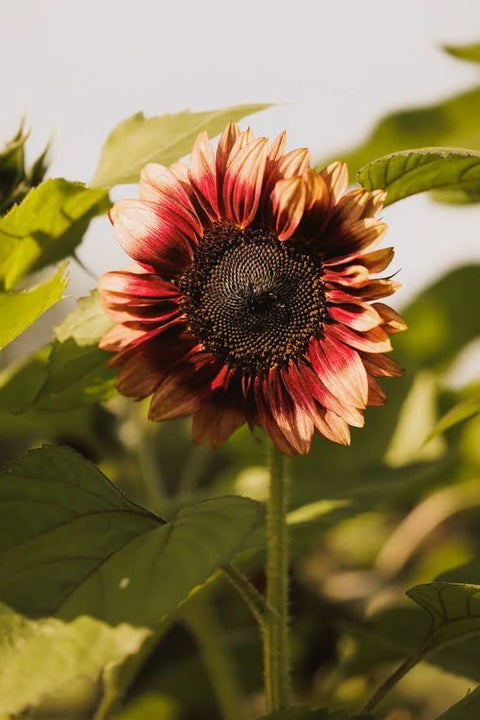 Blomsterfrø - Solsikke Ruby Eclipse