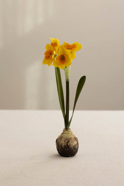 Potteplante - Narcissus Gul