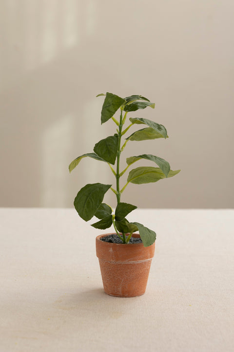 Urte - Basilikum H22cm