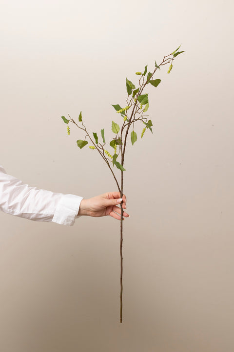 Gren - Bjørk H100cm