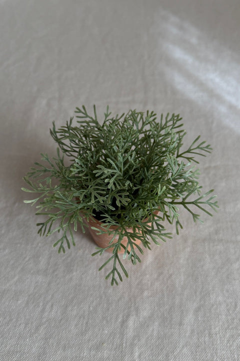 Potteplante - Sølvbusk H13cm Grønn