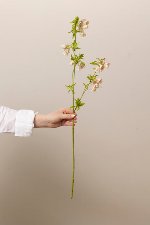 Blomst - Enkianthus H80cm Rosa