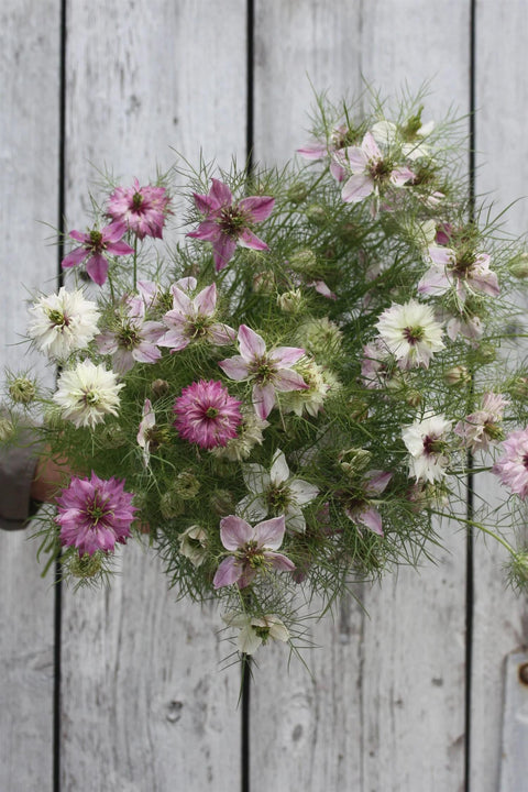 Blomsterfrø - Jomfru i det grønne Miss Jekyll Rose