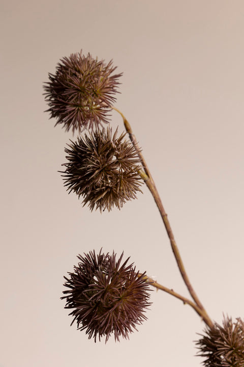 Kvist - Kastanje H90cm