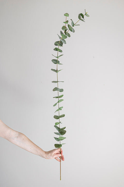 Kvist - Eucalyptus Enkel H120cm