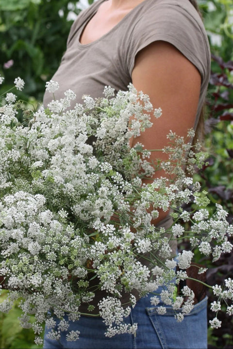 Blomsterfrø - Ammi Queen of Africa