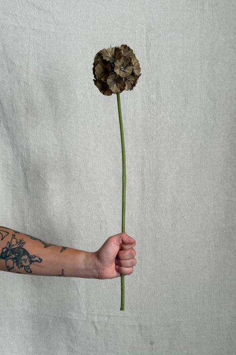 Blomst - Scabiosa H60cm Grønn
