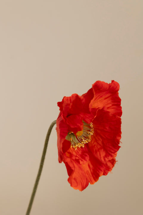 Blomst - Valmue H55cm Rød