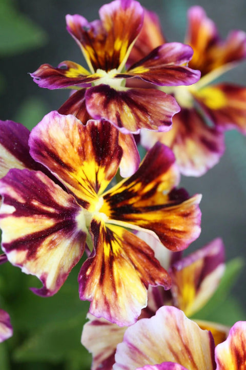 Blomsterfrø - Fiol Brush Strokes