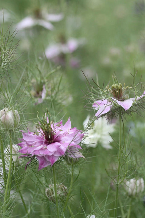 Blomsterfrø - Jomfru i det grønne Miss Jekyll Rose
