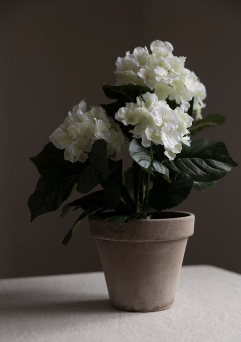 Potteplante | Hortensia H37cm