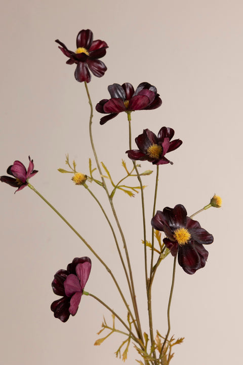 Blomst - Cosmos H77cm Burgundy