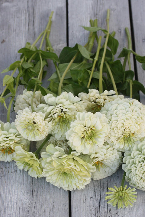 Blomsterfrø - Zinnia Benarys giant white