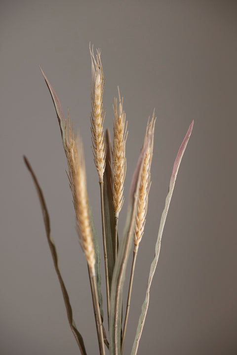 Kvist - Vetekvist Beige