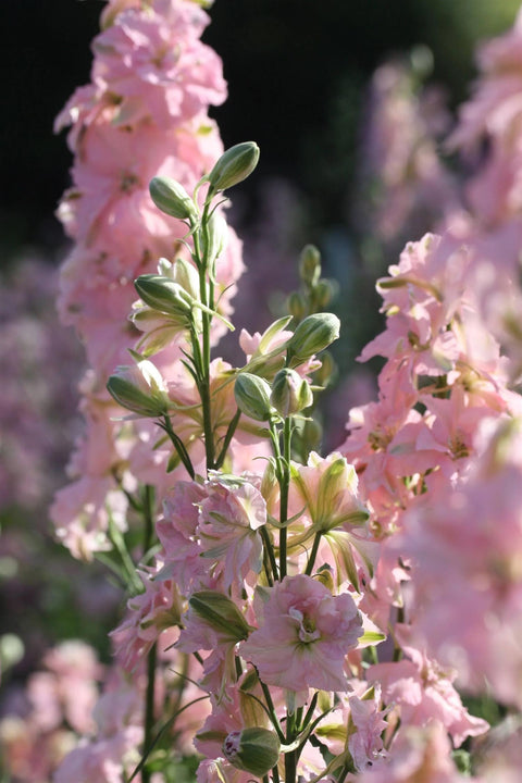 Blomsterfrø - Sommerriddersporer Limelight light pink