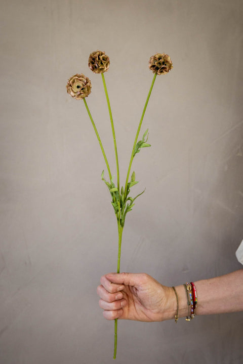 Blomst - Scabiosa h60cm