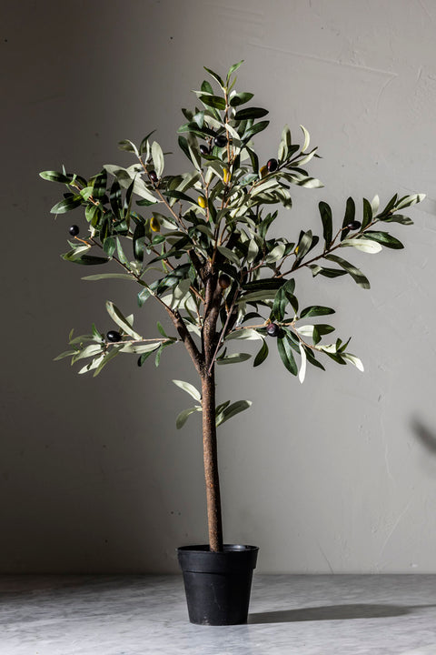 Potteplante | Oliven H60cm