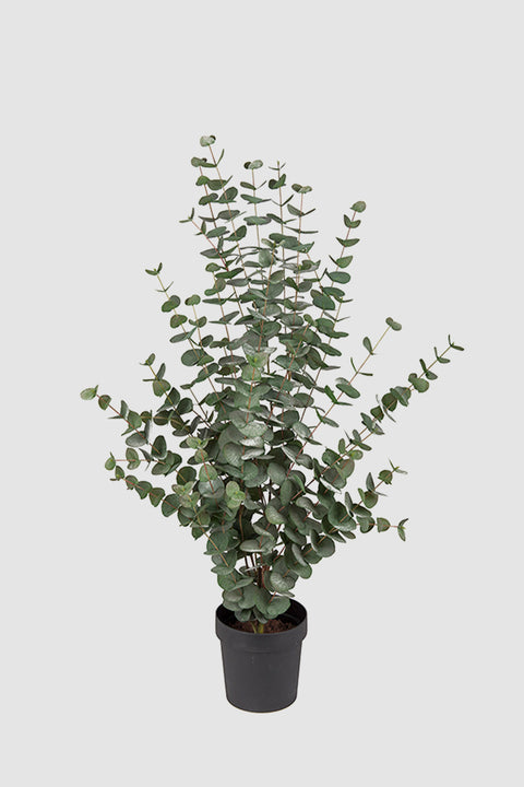 Potteplante - Eucalyptus H110cm