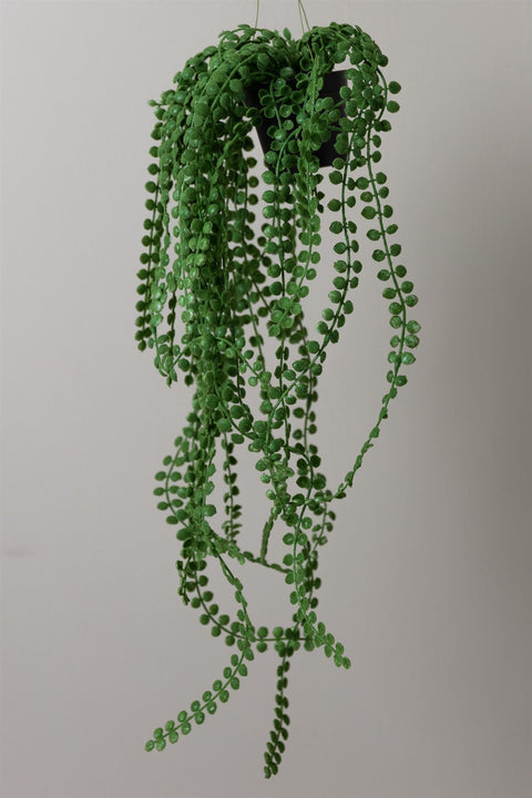Hengeplante | Pilea 55cm