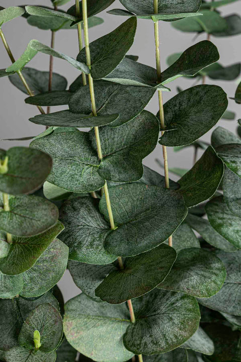 Potteplante - Eucalyptus H170cm