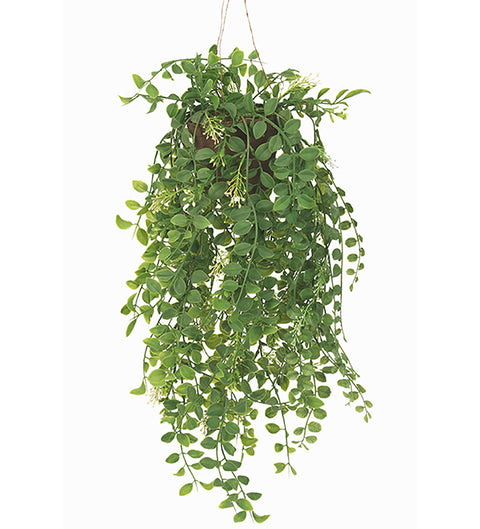 Hengeplante | Pilea H52cm