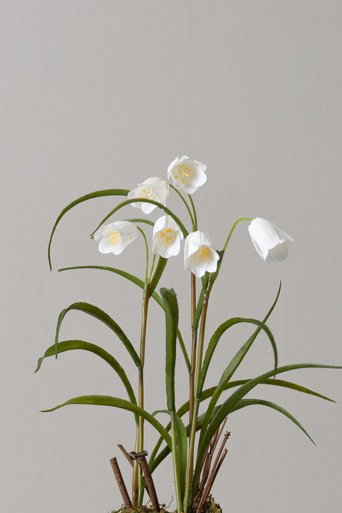 Potteplante | Frittillaria H25cm